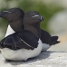 razorbill_msi_h_1748_can1370.jpg